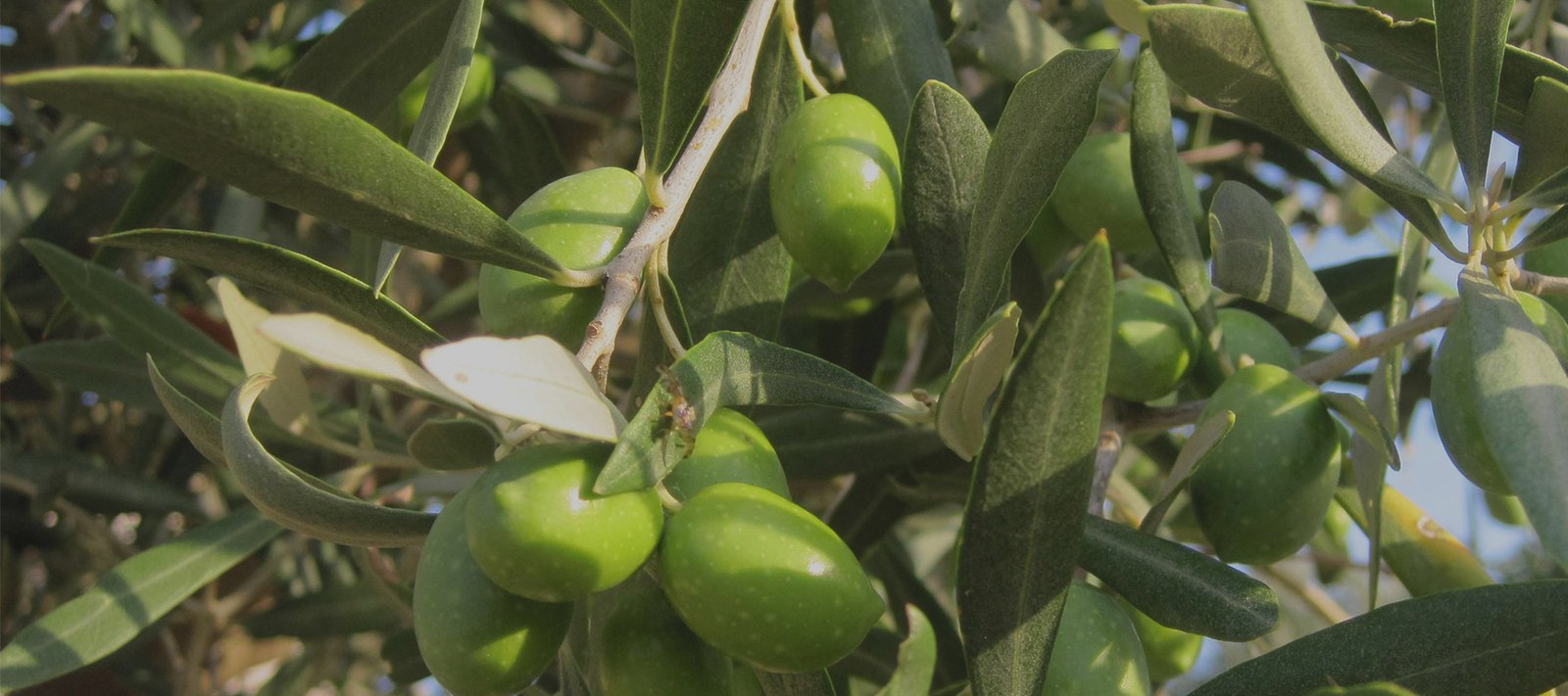 olives mature